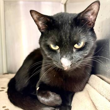 Domestic Short Hair Cats Available for Adoption in Fairport, New York - Raphael | PetCurious