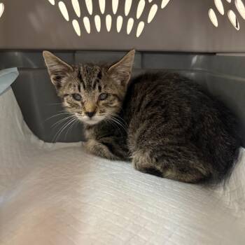 Deli -  Domestic Short Hair Cat for Adoption in Kanab, Utah - Deli | PetCurious