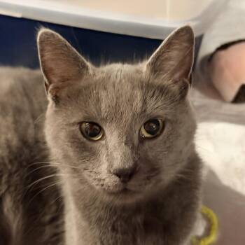 Domestic Short Hair Cats Available for Adoption - Aphrodite | PetCurious
