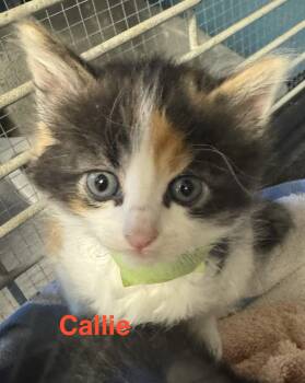 Calico and Domestic Medium Hair Cats Available for Adoption in Shrewsbury, Massachusetts - Callie | PetCurious