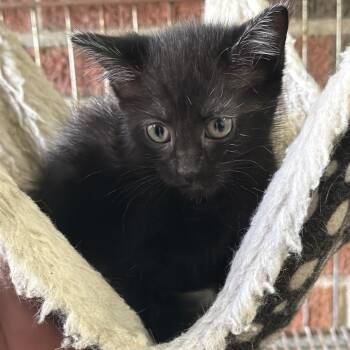 Phoebe -  Domestic Short Hair Cat for Adoption in Goshen, Indiana - Phoebe | PetCurious