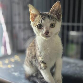 Gable -  Domestic Short Hair Cat for Adoption in Lexington, Kentucky - Gable | PetCurious