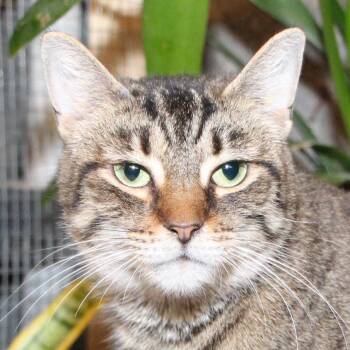 Tabby and Domestic Short Hair Cats Available for Adoption in Harrisburg, Pennsylvania - Amber | PetCurious