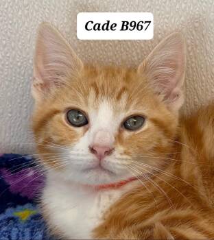 Cade -  Domestic Medium Hair Cat for Adoption in Morganton, North Carolina - Cade | PetCurious