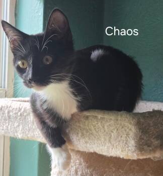 Chaos -  Domestic Short Hair Cat for Adoption in Oviedo, Florida - Chaos | PetCurious