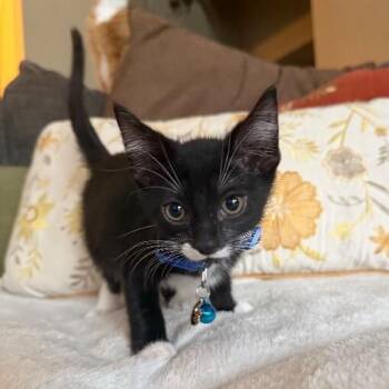 Bumblebee Bug -  Tuxedo and Domestic Short Hair Cat for Adoption in Friendswood, Texas - Bumblebee Bug | PetCurious