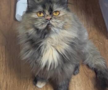 Rescue Persian Cats for Adoption in Ann Arbor, Michigan - Karen | PetCurious