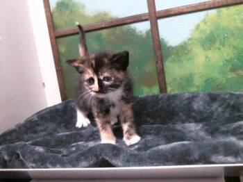 RAIN -  Domestic Short Hair Cat for Adoption in Houston, Texas - RAIN | PetCurious