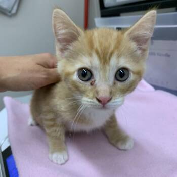 Lima Bean -  Domestic Short Hair Cat for Adoption in Morganton, North Carolina - Lima Bean | PetCurious