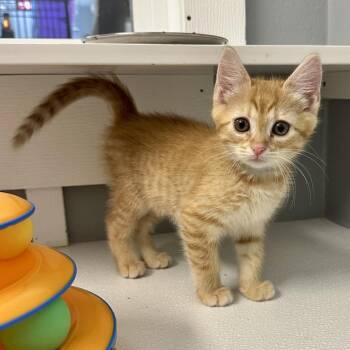 Lindsay KC -  Domestic Short Hair Cat for Adoption in Union, Missouri - Lindsay KC | PetCurious