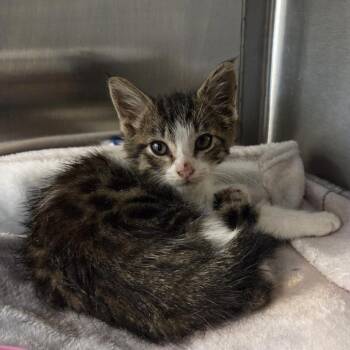 Marisha Ray -  Domestic Short Hair Cat for Adoption in Bentonville, Arkansas - Marisha Ray | PetCurious