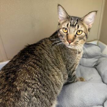 Fermi -  Domestic Short Hair Cat for Adoption in Mankato, Minnesota - Fermi | PetCurious