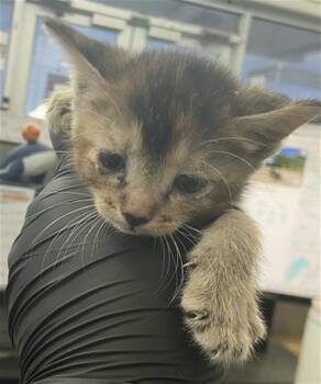 MEL -  Domestic Short Hair Cat for Adoption in Dallas, Texas - MEL | PetCurious