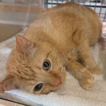 Paul -  Domestic Short Hair and Mixed Breed Cat for Adoption in Leander, Texas - Paul | PetCurious