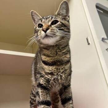 Turkey Leg -  Domestic Short Hair Cat for Adoption in Dayton, Ohio - Turkey Leg | PetCurious