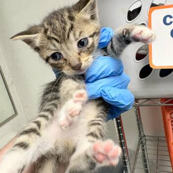 Tiramisu -  Domestic Short Hair Cat for Adoption in Philadelphia, Pennsylvania - Tiramisu | PetCurious