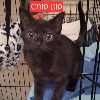 Chip Dip -  Domestic Short Hair Cat for Adoption in Parkersburg, West Virginia - Chip Dip | PetCurious