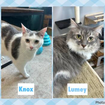 Knox & Lumey -  Domestic Long Hair Cat for Adoption in Mokena, Illinois - Knox & Lumey | PetCurious