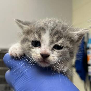 Domestic Short Hair Cats Available for Adoption in Charlottesville, Virginia - Raspberry | PetCurious