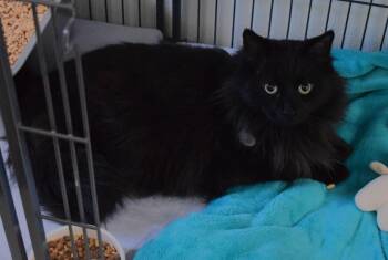 Domestic Long Hair Cats Available for Adoption - Fergus | PetCurious