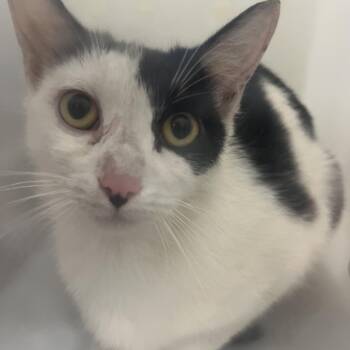 Domestic Short Hair Cats Available for Adoption in Columbiana, Alabama - Feral Virginia | PetCurious