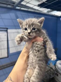 MATILDA -  Domestic Short Hair Cat for Adoption in San Bernardino, California - MATILDA | PetCurious