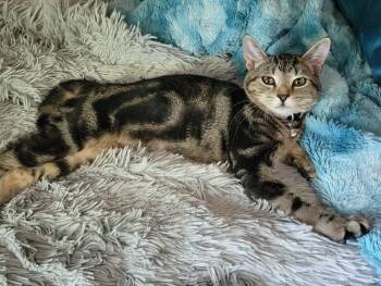 KARLI -  Domestic Short Hair Cat for Adoption in Westminster, Maryland - KARLI | PetCurious