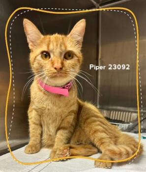 PIPER (see also PIPPA) -  Domestic Short Hair Cat for Adoption in Marietta, Georgia - PIPER (see Also PIPPA) | PetCurious