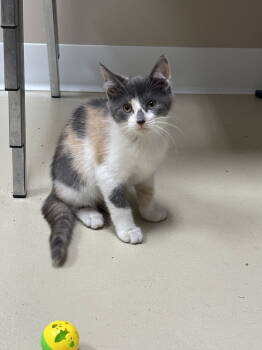 Rescue Dilute Calico Cats for Adoption in Mattoon, Illinois - Fauna (The Addams Family) | PetCurious