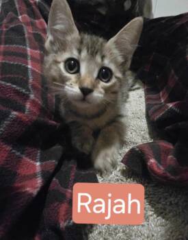 Tabby Cats Available for Adoption in Huntington Beach, California - Rajah | PetCurious