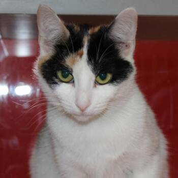 Rebecca -  Domestic Short Hair Cat for Adoption in Des Moines, Iowa - Rebecca | PetCurious