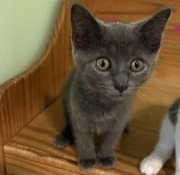 Juliet -  Domestic Short Hair Cat for Adoption in Lemoyne, Pennsylvania - Juliet | PetCurious