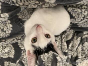 Rescue Domestic Short Hair Cats for Adoption in Spring, Texas - Melbourne - Riley Fuzzel Petsmart | PetCurious