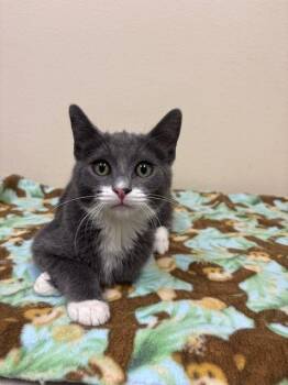 Rescue Domestic Short Hair Cats for Adoption in Ladysmith, Wisconsin - Mortimer "Morty | PetCurious