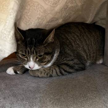 Domestic Short Hair Cats Available for Adoption in Bedford, New Hampshire - Kit | PetCurious