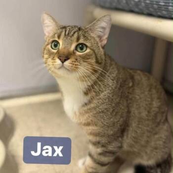 Domestic Short Hair Cats Available for Adoption - Jax In Union Bridge, MD | PetCurious