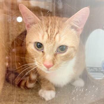 Domestic Short Hair Cats Available for Adoption in Philadelphia, Pennsylvania - Luck | PetCurious