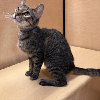 Hercules -  Domestic Short Hair Cat for Adoption in Brentwood, Missouri - Hercules | PetCurious