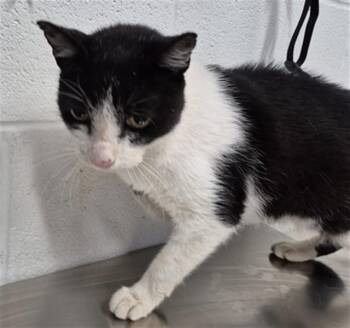 FELIX -  Domestic Short Hair Cat for Adoption in St. Peters, Missouri - FELIX | PetCurious