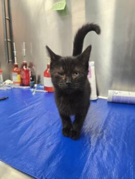 FLEETWOOD MAC -  Domestic Short Hair Cat for Adoption in Hagerstown, Maryland - FLEETWOOD MAC | PetCurious