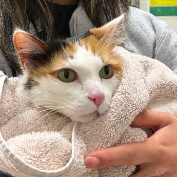 Kayla -  Domestic Medium Hair Cat Available for Adoption in Murray, Utah - Kayla | PetCurious