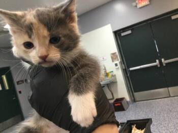 Domestic Short Hair Cats Available for Adoption in Thousand Palms, California - STORMY | PetCurious