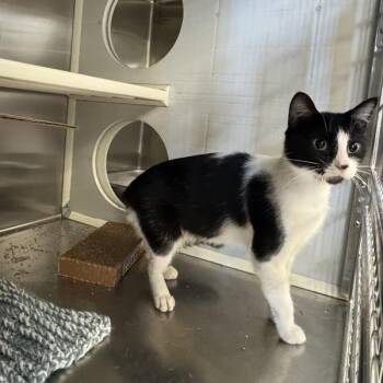 Ballerina -  Domestic Short Hair Cat for Adoption in Des Moines, Iowa - Ballerina | PetCurious