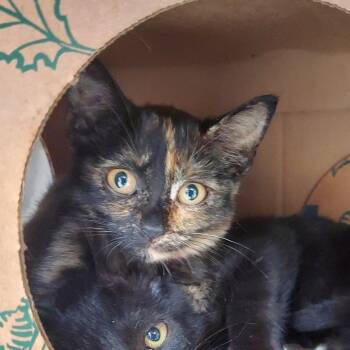 Hex -  Domestic Short Hair Cat for Adoption in Ashtabula, Ohio - Hex | PetCurious