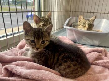 Ricky -  Domestic Short Hair Cat for Adoption in King George, Virginia - Ricky | PetCurious