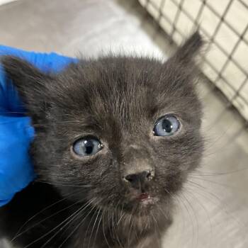 Uka Uka -  Domestic Short Hair Cat for Adoption in Boulder, Colorado - Uka Uka | PetCurious