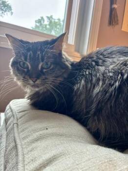 Miss Jackson -  Domestic Medium Hair Cat for Adoption in Ferndale, Michigan - Miss Jackson | PetCurious