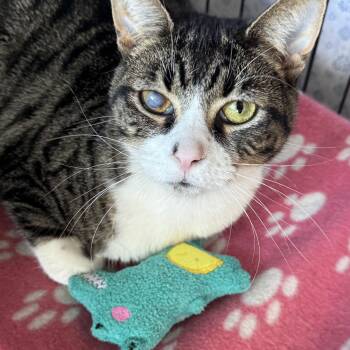 Rescue Domestic Short Hair Cats for Adoption in Mokena, Illinois - Fraggle | PetCurious