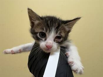 GRASSHOPPER -  Domestic Short Hair Cat for Adoption in Tustin, California - GRASSHOPPER | PetCurious