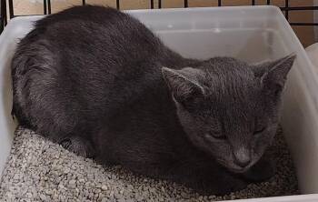 Sly -  Domestic Short Hair Cat for Adoption in Saint Clairsville, Ohio - Sly | PetCurious